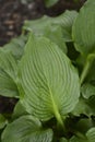 Rock hosta Royalty Free Stock Photo