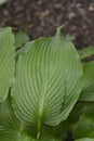 Rock hosta Royalty Free Stock Photo