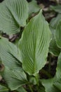 Rock hosta Royalty Free Stock Photo