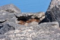 Rock hyrax Royalty Free Stock Photo