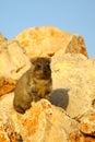 Rock Hyrax 2 (procavia capensis)