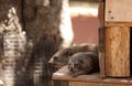 Rock Hyrax Royalty Free Stock Photo