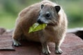 Rock Hyrax Royalty Free Stock Photo