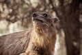 Rock hyrax Royalty Free Stock Photo