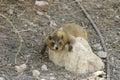 Rock hyrax Royalty Free Stock Photo