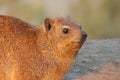 Rock hyrax basking on a rock, Augrabies Falls National Park, South Africa