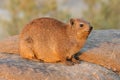 Rock hyrax basking on a rock, Augrabies Falls National Park, South Africa