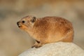 Rock hyrax basking