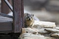 Rock hyrax dassie peers around rusted pole, rocks, in Namibia