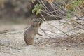 Rock hyrax dassie peers reaches out and pulls leaves to eat, in Namibia