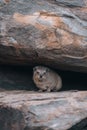 Rock Hyrax, Dassie, Procavia capensis, common in South Africa and Namibia