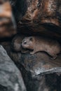 Rock Hyrax, Dassie, Procavia capensis, common in South Africa and Namibia