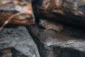 Rock Hyrax, Dassie, Procavia capensis, common in South Africa and Namibia