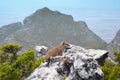 Rock Hyrax dassie or Procavia capensis in Table Mountain National Park above Cape Town