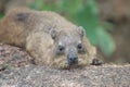 Rock hyrax, Dassie, Relaxing on a Rock