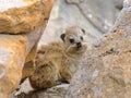 Rock Hyrax or Dassie among the rocks at Mossel Bay Royalty Free Stock Photo