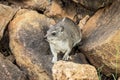 Rock Hyrax - Klippschliefer - in Tsavo East National Park, Kenya, Africa