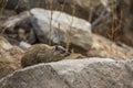 Rock hyrax in Kruger National park, South Africa Royalty Free Stock Photo