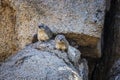 Rock hyrax in Kruger National park, South Africa Royalty Free Stock Photo