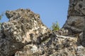 Rock hyrax in Kruger National park, South Africa Royalty Free Stock Photo