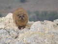 Rock hyrax on rock looking at this direction
