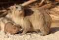 Rock Hyrax Mother Breastfeeding its Child.