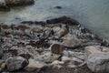 Rock Hyrax and Penguin Colony in Hermanus, Garden Route Royalty Free Stock Photo