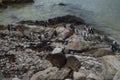 Rock Hyrax and Penguin Colony in Hermanus, Garden Route Royalty Free Stock Photo