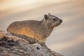 Rock Hyrax Procavia capensis 11217 Royalty Free Stock Photo