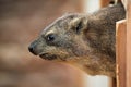 Rock hyrax (Procavia capensis). Royalty Free Stock Photo