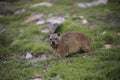 Rock hyrax Procavia capensis