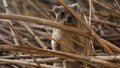 Rock hyrax, Procavia capensis, in Ein Gedi nature reserve, Israel Royalty Free Stock Photo