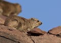Rock Hyrax (Procavia Capensis) - Namibia