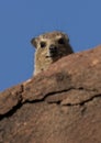 Rock Hyrax - Procavia capensis - Namibia Royalty Free Stock Photo