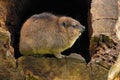 Rock Hyrax, Procavia capensis, South Africa Royalty Free Stock Photo