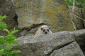 Rock Hyrax - Procavia capensis Royalty Free Stock Photo