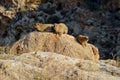 Rock hyrax in the wild, Ein Gedi National Reserve, Judaean Desert, Southern Israel. Daman sunny day lie on the Royalty Free Stock Photo