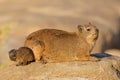 A rock hyrax with small pup basking on a rock, Augrabies Falls National Park, South Africa