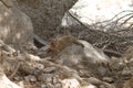 Rock Hyrax on a Rock