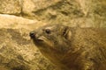 Rock Hyrax Amongst Rocks in the Wild Royalty Free Stock Photo
