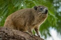 Rock hyrax sitting on thick tree branch Royalty Free Stock Photo