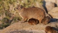 A rock hyrax with small pups basking on a rock, Augrabies Falls National Park, South Africa