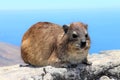 Rock hyrax on Table Mountain in Cape Town