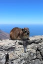 Rock hyrax on Table Mountain in Cape Town