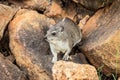 Rock hyrax in Tsavo East National Park, Kenya, Africa