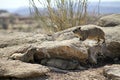 Rock hyrax walking on the rock