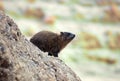 Rock hyrax Royalty Free Stock Photo