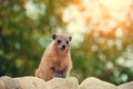 Rock hyrax walking on the stone