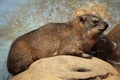 Rock hyrax (Procavia capensis). Royalty Free Stock Photo