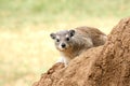 Rock Hyrax Royalty Free Stock Photo